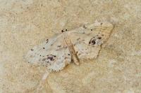 Idaea dimidiata
