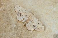 Idaea dimidiata