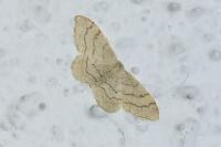 Idaea aversata