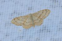 Idaea aversata