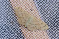 Idaea aversata