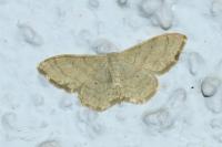 Idaea straminata