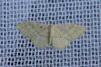 Idaea straminata