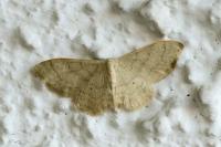 Idaea straminata