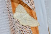 Scopula immutata