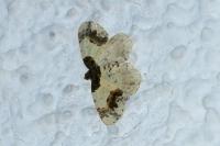 Ligdia adustata
