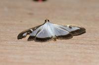 Cydalima perspectalis