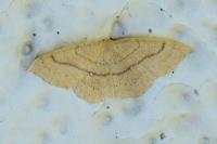 Cyclophora linearia