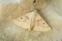 Crocallis elinguaria