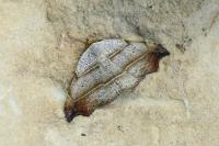 Laspeyria flexula