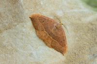 Watsonalla binaria