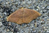 Watsonalla binaria