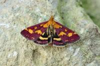 Pyrausta purpuralis