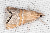 Euchromius bella