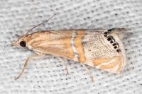 Euchromius bella