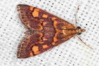 Pyrausta aurata
