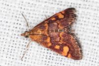 Pyrausta aurata