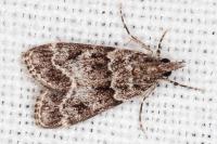 Eudonia mercurella