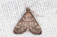 Metasia cuencalis bourgognei