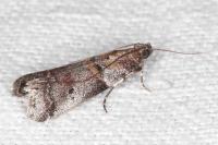 Acrobasis glaucella/fallouella