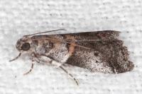 Acrobasis glaucella/fallouella