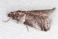 Acrobasis legatea