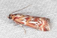 Acrobasis porphyrella