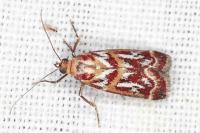 Acrobasis porphyrella