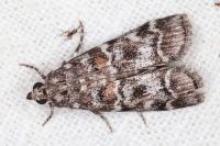 Dioryctria sylvestrella