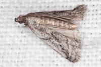 Ephestia mistralella