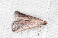 Metallostichodes nigrocyanella