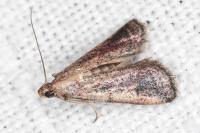 Metallostichodes nigrocyanella