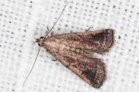 Metallostichodes nigrocyanella