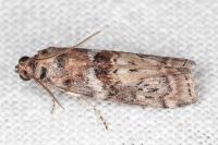 Phycita roborella