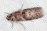 Phycita roborella