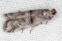 Pempelia palumbella