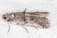 Pempelia palumbella