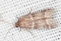 Vitula biviella