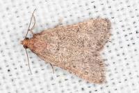 Bostra obsoletalis