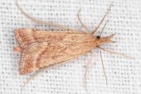 Synaphe punctalis