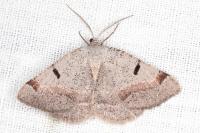 Itame vincularia