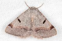 Itame vincularia