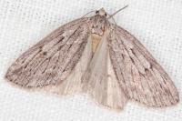 Pachycnemia hippocastanaria hippocastanaria