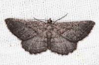 Rhoptria asperaria