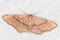 Idaea belemiata helianthemata
