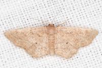 Idaea belemiata helianthemata