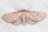 Idaea infirmaria