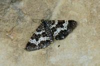 Epirrhoe tristata