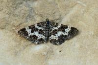 Epirrhoe tristata