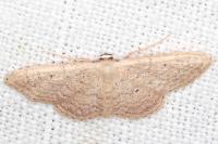 Idaea obsoletaria